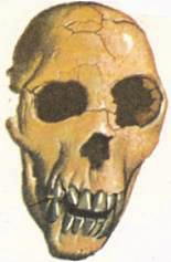 ископаемый череп дриопитека рисунок